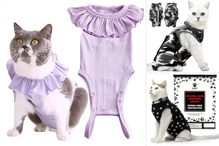 Detailed view of Best Cat Skin Disease Recovery Shirt