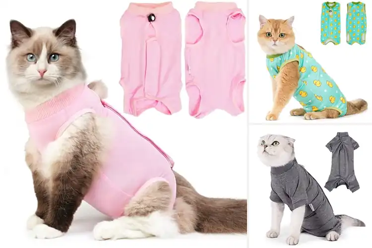 Detailed view of Best Cat Surgical Wound Protection