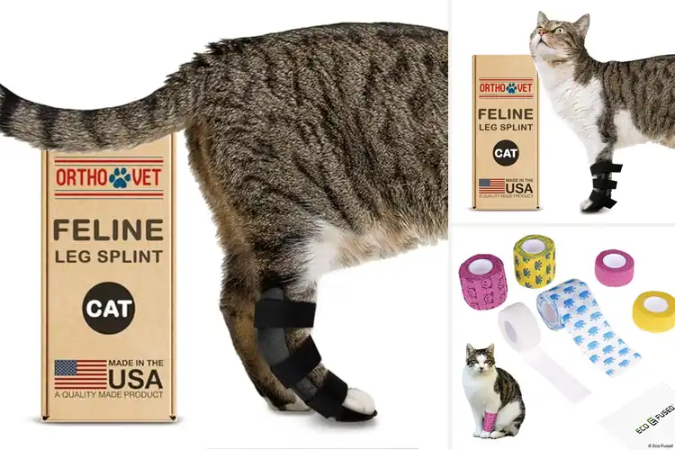 Detailed view of Best Postoperative Cat Support