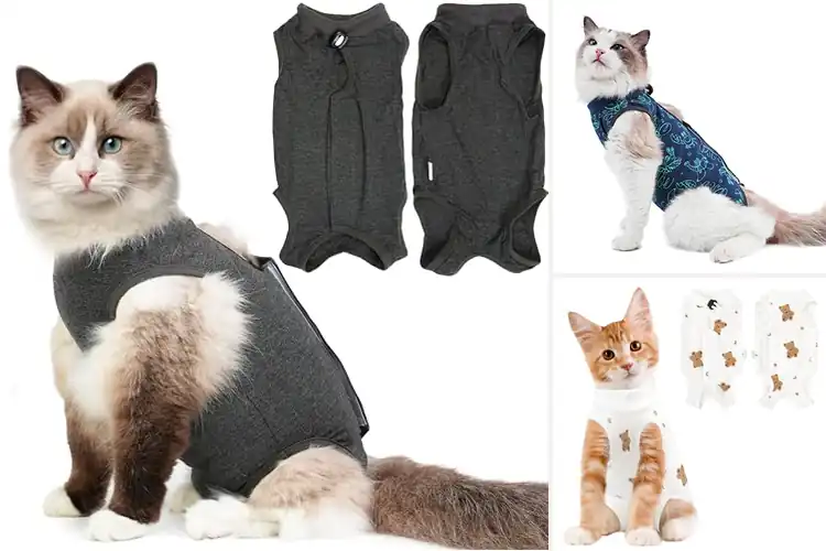 Detailed view of Best Skin Disease Recovery Cat Wear